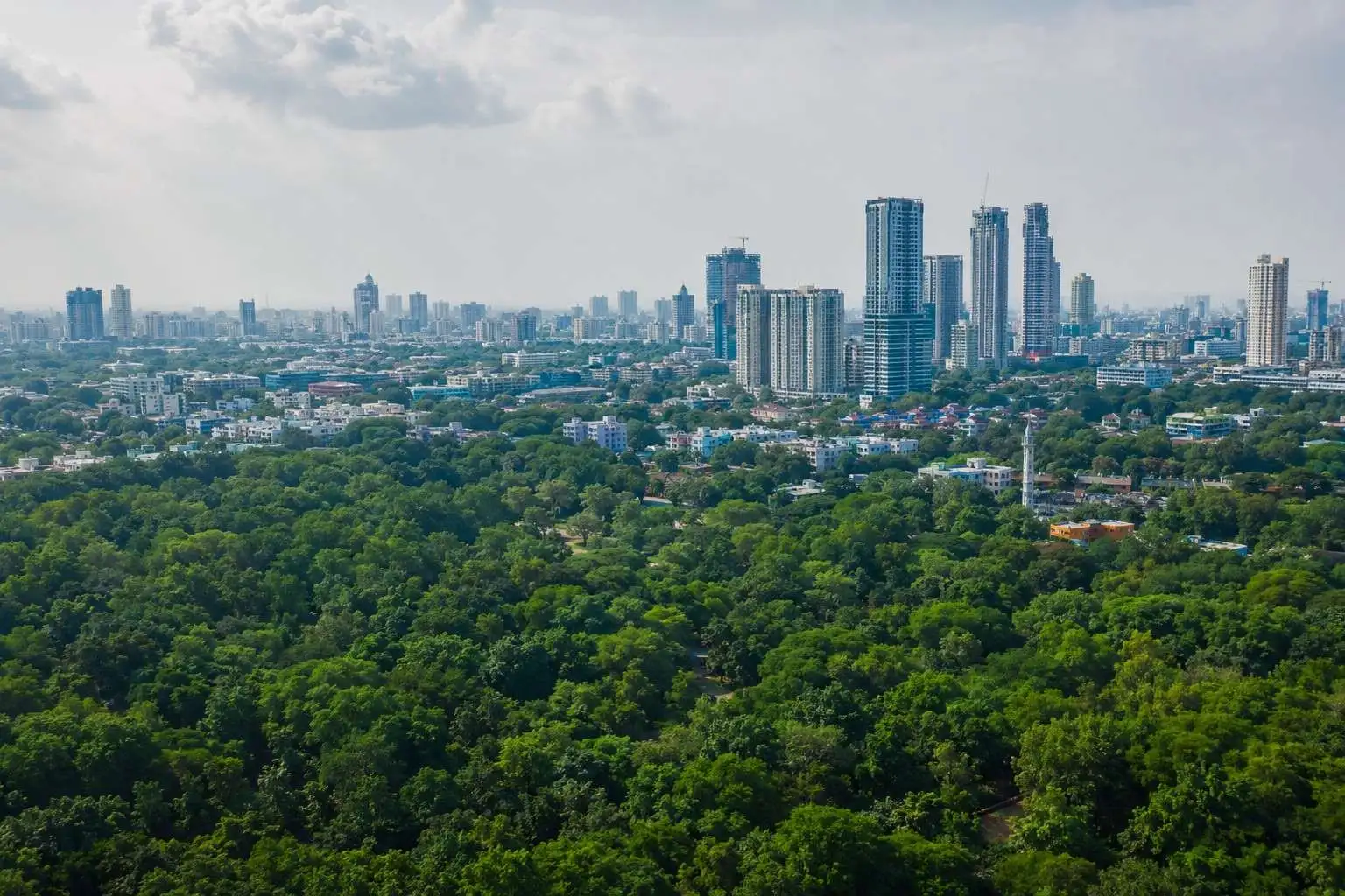Why Every Indian City Needs More Urban Forests